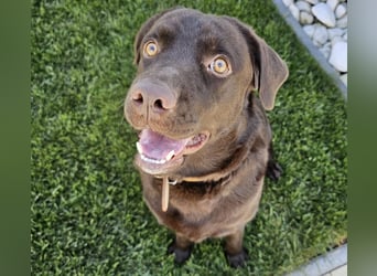 Labradormädchen Bella - kinderlieb, stubenrein, freundlich, verspielt