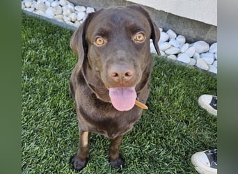 Labradormädchen Bella - kinderlieb, stubenrein, freundlich, verspielt