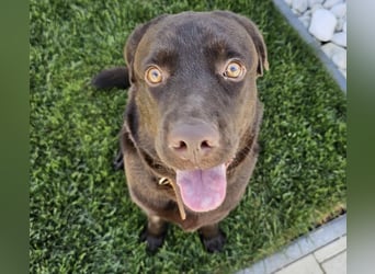 Labradormädchen Bella - kinderlieb, stubenrein, freundlich, verspielt