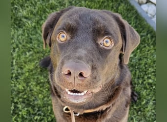 Labradormädchen Bella - kinderlieb, stubenrein, freundlich, verspielt