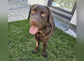 Labradormädchen Bella - kinderlieb, stubenrein, freundlich, verspielt