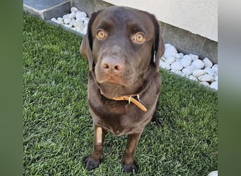 Labradormädchen Bella - kinderlieb, stubenrein, freundlich, verspielt