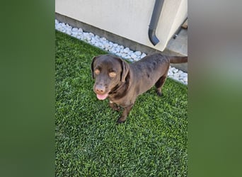 Labradormädchen Bella - kinderlieb, stubenrein, freundlich, verspielt