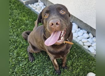 Labradormädchen Bella - kinderlieb, stubenrein, freundlich, verspielt