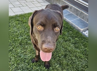 Labradormädchen Bella - kinderlieb, stubenrein, freundlich, verspielt