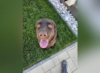 Labradormädchen Bella - kinderlieb, stubenrein, freundlich, verspielt