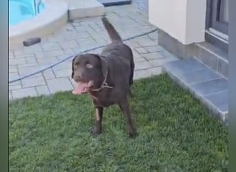 Labradormädchen Bella - kinderlieb, stubenrein, freundlich, verspielt