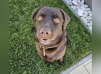 Labradormädchen Bella - kinderlieb, stubenrein, freundlich, verspielt