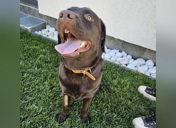 Labradormädchen Bella - kinderlieb, stubenrein, freundlich, verspielt