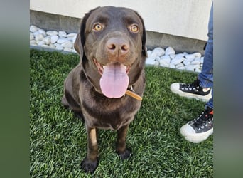 Labradormädchen Bella - kinderlieb, stubenrein, freundlich, verspielt