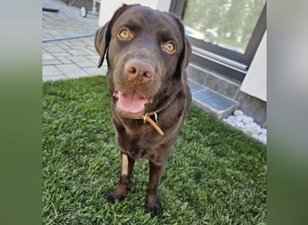 Labradormädchen Bella - kinderlieb, stubenrein, freundlich, verspielt