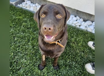 Labradormädchen Bella - kinderlieb, stubenrein, freundlich, verspielt