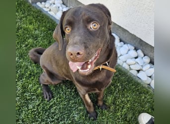 Labradormädchen Bella - kinderlieb, stubenrein, freundlich, verspielt