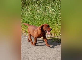 Zwei Labrador Retriever Welpen Dark Foxred