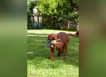 Zwei Labrador Retriever Welpen Dark Foxred