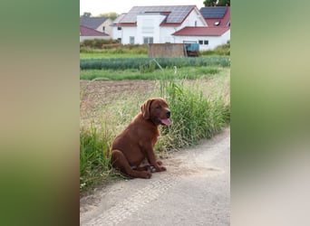 Zwei Labrador Retriever Welpen Dark Foxred