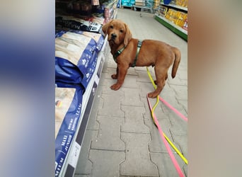 Zwei Labrador Retriever Welpen Dark Foxred