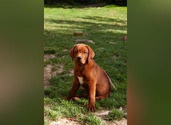 Zwei Labrador Retriever Welpen Dark Foxred