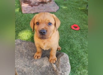 Zuckersüße Labrador Welpen schwarz und foxred mit Ahnentafel und EU Impfbuch