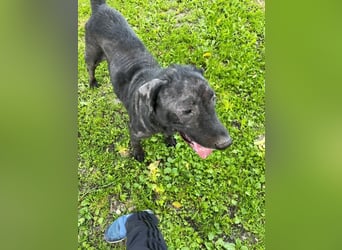 Nytce - fröhlicher, lustiger Labrador Retriever