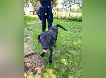 Nytce - fröhlicher, lustiger Labrador Retriever