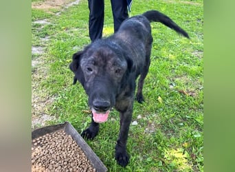 Nytce - fröhlicher, lustiger Labrador Retriever