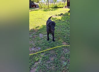 Nytce - fröhlicher, lustiger Labrador Retriever