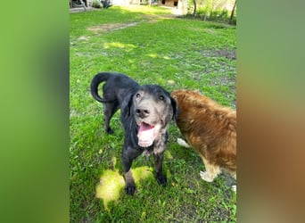 Nytce - fröhlicher, lustiger Labrador Retriever