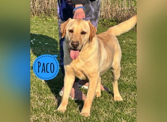Paco