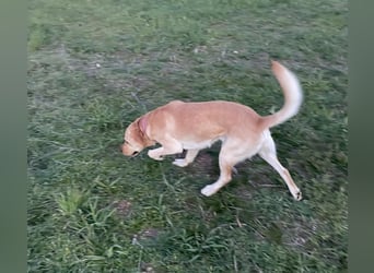 Hund Rüde Labrador Tierschutz Bundesweite Vermittlung