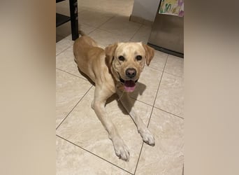 Hund Rüde Labrador Tierschutz Bundesweite Vermittlung