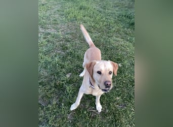 Hund Rüde Labrador Tierschutz Bundesweite Vermittlung