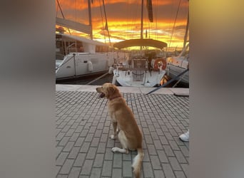 Hund Rüde Labrador Tierschutz Bundesweite Vermittlung
