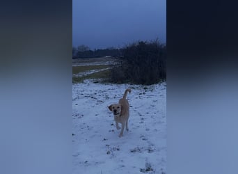 Hund Rüde Labrador Tierschutz Bundesweite Vermittlung