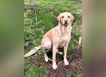 6-jähriger Labradorrüde