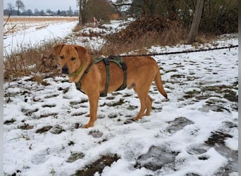 Labrador-Shar Pei-Mix Jungrüde "Skippo" sucht Familie