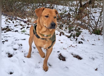 Labrador-Shar Pei-Mix Jungrüde "Skippo" sucht Familie