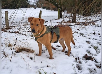 Labrador-Shar Pei-Mix Jungrüde "Skippo" sucht Familie
