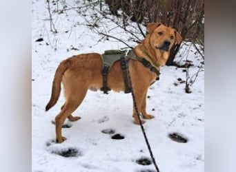 Labrador-Shar Pei-Mix Jungrüde "Skippo" sucht Familie