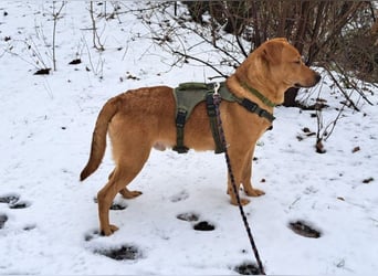 Labrador-Shar Pei-Mix Jungrüde "Skippo" sucht Familie