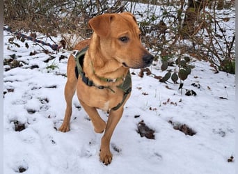 Labrador-Shar Pei-Mix Jungrüde "Skippo" sucht Familie