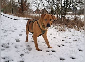 Labrador-Shar Pei-Mix Jungrüde "Skippo" sucht Familie