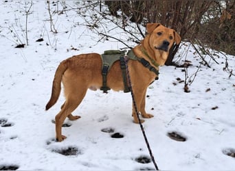 Labrador-Shar Pei-Mix Jungrüde "Skippo" sucht Familie