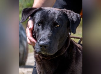 Diego - jung und verspielt