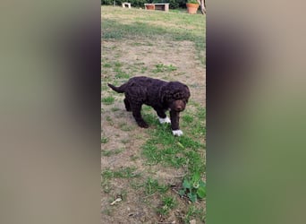 Lagotto con pedigre export rosa