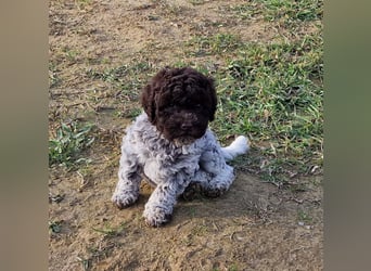 Lagotto con pedigre export rosa