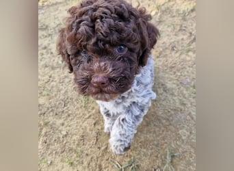 Lagotto con pedigre export rosa