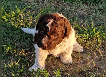 Lagotto Romagnolo con pedigree export