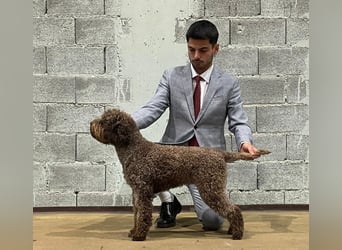 Lagotto con pedigre export rosa