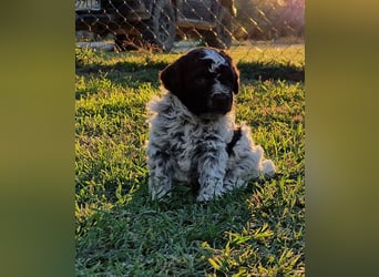 Lagotto Romagnolo con pedigree export